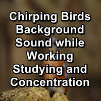 Bird - Chirping Birds  Background Sound while Working Studying and Concentration