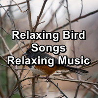 Animal and Bird Songs - Relaxing Bird Songs Relaxing Music