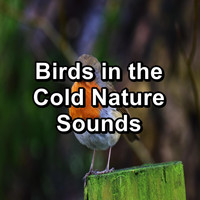Yoga & Meditation - Birds in the Cold Nature Sounds