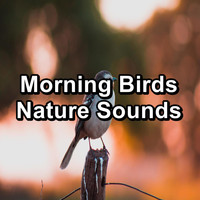 Sleep - Morning Birds Nature Sounds