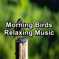 Nature Bird Sounds - Morning Birds Relaxing Music