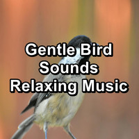 Calming Bird Sounds - Gentle Bird Sounds Relaxing Music