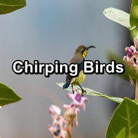 Singing Birds - Chirping Birds