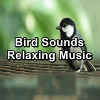 Nature Bird Sounds - Bird Sounds Relaxing Music
