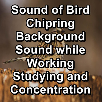 Nature - Sound of Bird Chipring Background Sound while Working Studying and Concentration
