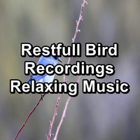 Yoga Flow - Restfull Bird Recordings Relaxing Music