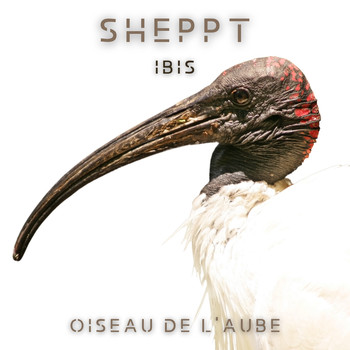 Sheppt - Ibis (Oiseau de l'aube)