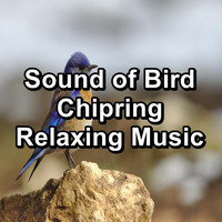 Sleep - Sound of Bird Chipring Relaxing Music