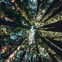 Neil Sedaka - Power Trees