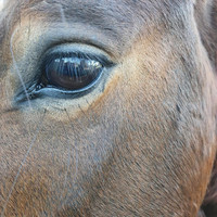Wilson Paim - Cavalos do Asfalto (Ao Vivo)