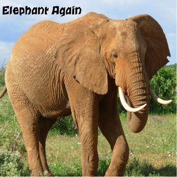Reay and Murphy / - Elephant Again