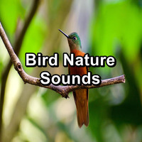Nature Bird Sounds - Bird Nature Sounds