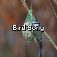 Sounds and Birds Song - Bird Song