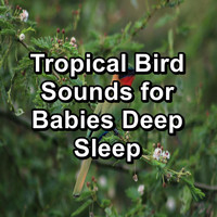Singing Birds - Tropical Bird Sounds for Babies Deep Sleep