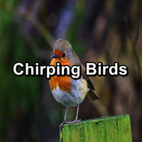 Nature Bird Sounds - Chirping Birds