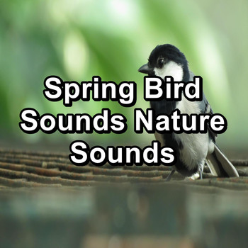 Nature - Spring Bird Sounds Nature Sounds