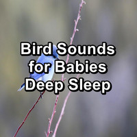Sleep - Bird Sounds for Babies Deep Sleep