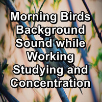 Bird - Morning Birds Background Sound while Working Studying and Concentration