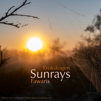 Fawaris - Krokskogen - Sunrays