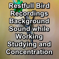 Sounds and Birds Song - Restfull Bird Recordings Background Sound while Working Studying and Concentration
