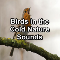 Animal and Bird Songs - Birds in the Cold Nature Sounds