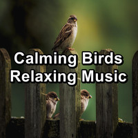 Nature Bird Sounds - Calming Birds Relaxing Music
