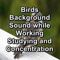 Bird - Birds Background Sound while Working Studying and Concentration