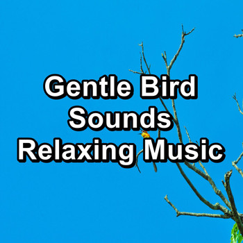 Nature - Gentle Bird Sounds Relaxing Music