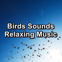 Yoga Flow - Birds Sounds Relaxing Music
