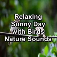Yoga & Meditation - Relaxing Sunny Day with Birds Nature Sounds