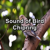 Nature Bird Sounds - Sound of Bird Chipring