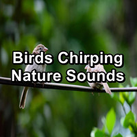 Loopable Birds - Birds Chirping Nature Sounds