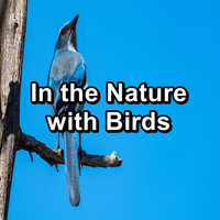 Nature - In the Nature with Birds