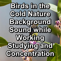Calming Bird Sounds - Birds in the Cold Nature Background Sound while Working Studying and Concentration