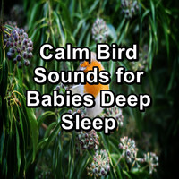 Loopable Birds - Calm Bird Sounds for Babies Deep Sleep