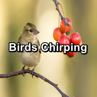 Nature - Birds Chirping