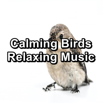 Sleep - Calming Birds Relaxing Music