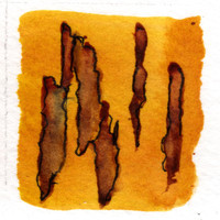 Willie Wisely - Raincan (Watercolor Editions)