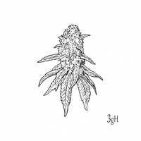 AMOW - 3g Haze