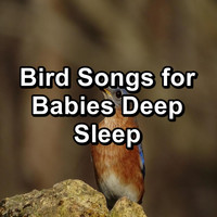 Calming Bird Sounds - Bird Songs for Babies Deep Sleep