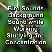 Calming Bird Sounds - Bird Sounds Background Sound while Working Studying and Concentration