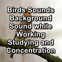 Animal and Bird Songs - Birds Sounds Background Sound while Working Studying and Concentration