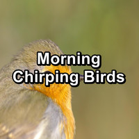 Nature Bird Sounds - Morning Chirping Birds