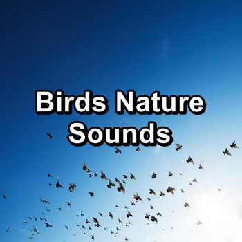 Nature - Birds Nature Sounds