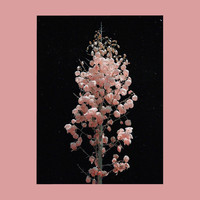 Deciduous - Wanderlust (Explicit)
