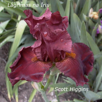 Scott Higgins - Lágrimas Na Íris