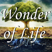 OliverGallia - Wonder of Life