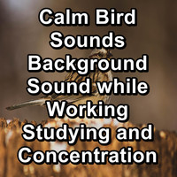 Calming Bird Sounds - Calm Bird Sounds Background Sound while Working Studying and Concentration