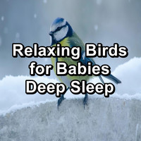 Bird - Relaxing Birds for Babies Deep Sleep