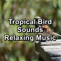 Nature - Tropical Bird Sounds Relaxing Music